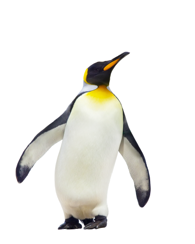 penguin look up in attitude